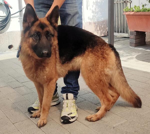 SCEKER BELLISSIMA PASTORE TEDESCO Foto 2